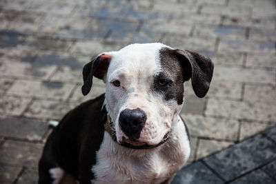 High angle portrait of dog standing on footpath