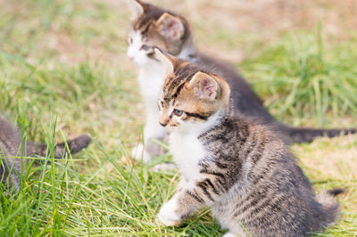 Cat looking away