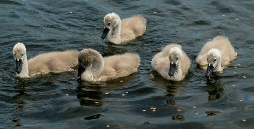 High angle view of large mute swan swans  cygnets swimming in lake with reflection