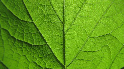 Full frame shot of leaves