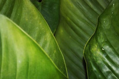 Full frame shot of wet leaf