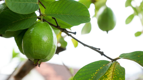 Close-up of fruit growing on tree