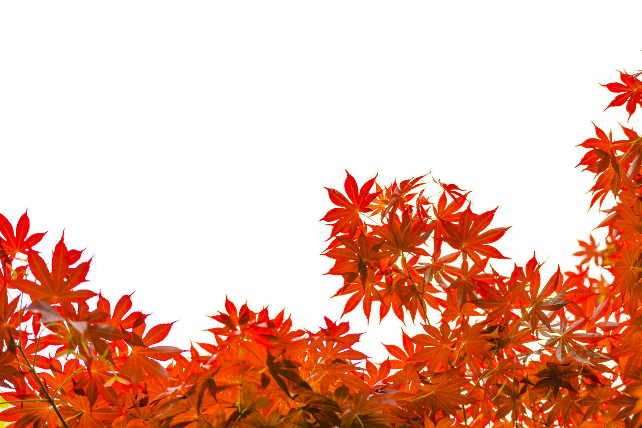 CLOSE-UP OF MAPLE LEAVES AGAINST CLEAR SKY
