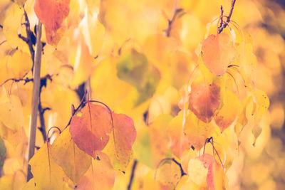 Close-up of yellow flowering plant during autumn