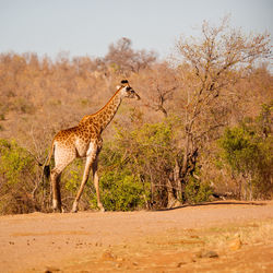 View of giraffe on field against trees