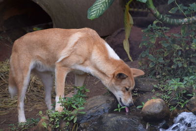 View of dingo standing on land