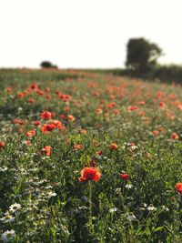 Close-up of poppy flowers growing in field