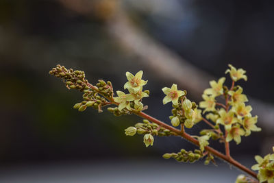 Close-up of flowers against blurred background