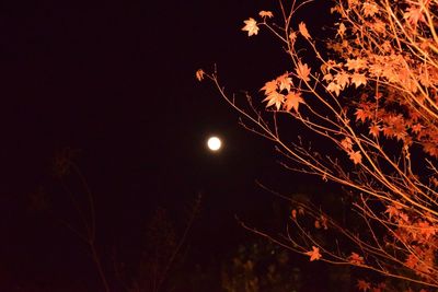 Low angle view of tree against sky at night