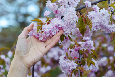 Female hand holding pink cherry blossoms in spring time. selective focus