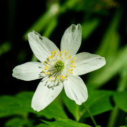 Close-up of fresh flower