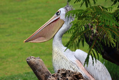 Close-up of bird perching on tree