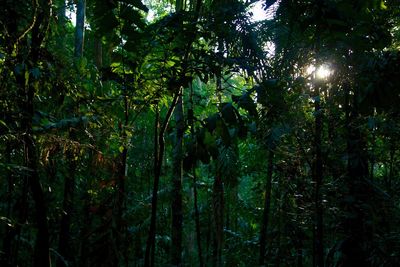 Low angle view of trees in forest