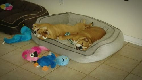 High angle view of dog sleeping