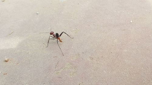 Close-up of insect on wall