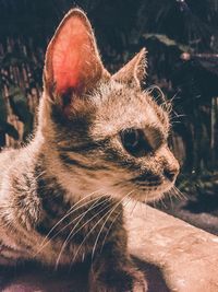 Close-up of a cat looking away