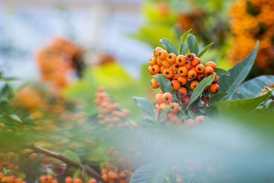 Close-up of orange berries on plant