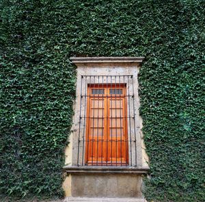 Ivy on window