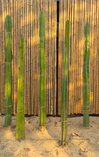 Plants growing on field