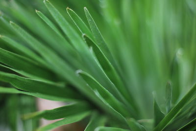 Close-up of green leaves