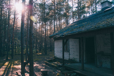 Trees in forest