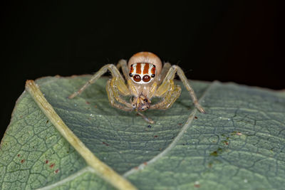 Close-up of spider