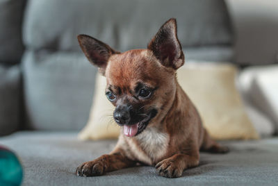 Brown chihuahua with its tongue out lying on a couch and looking at its ball. 