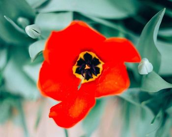 Close-up of red flower