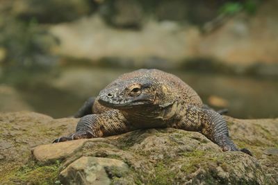 animal wildlife