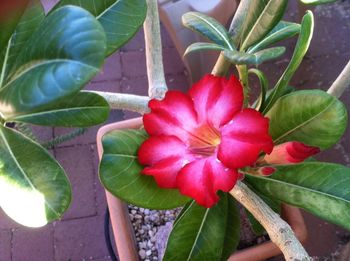 Close-up of red flowers