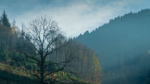 Bare tree on mountain against sky