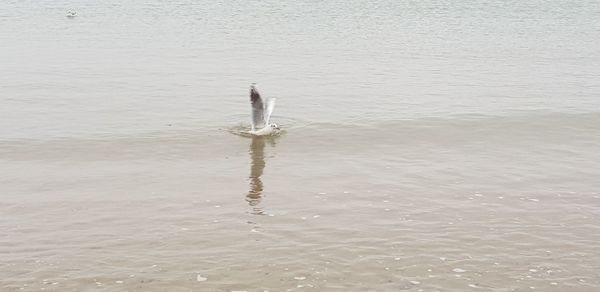 High angle view of bird in water