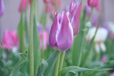 Close-up of pink flowers