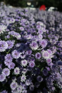 Close-up of purple flowering plants on field