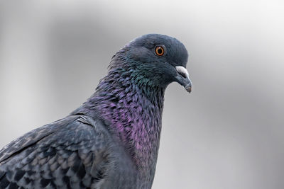 Close-up of pigeon