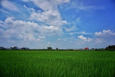 Scenic view of agricultural field against sky