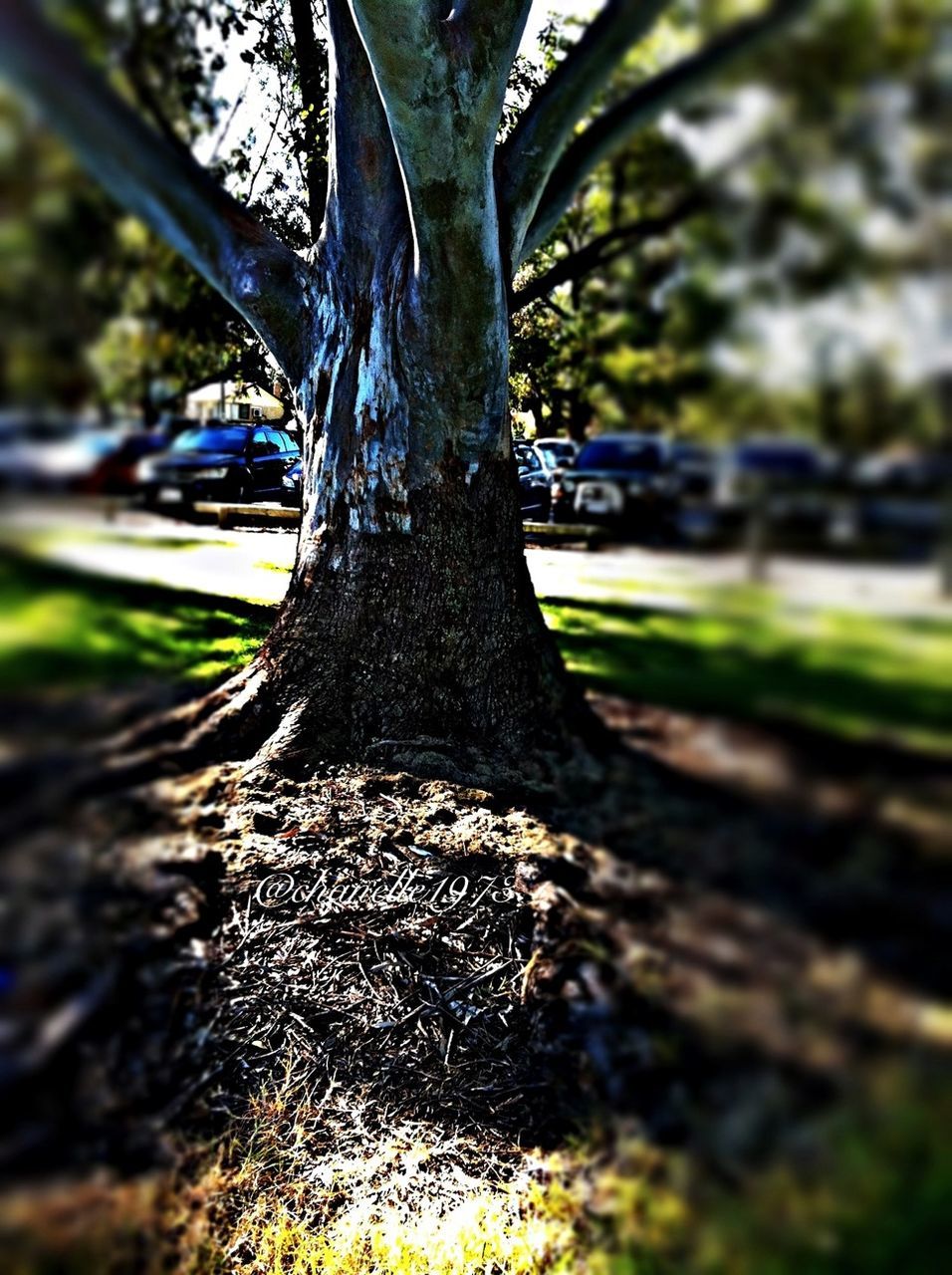 tree trunk, tree, focus on foreground, nature, close-up, forest, growth, textured, day, branch, outdoors, tranquility, sunlight, selective focus, beauty in nature, natural pattern, no people, bark, rough, part of