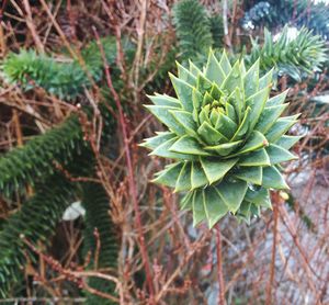 Close-up of pine cones on branch