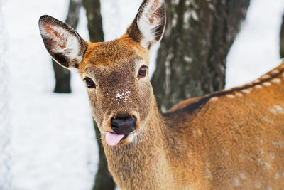 Close-up portrait of deer