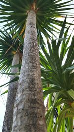 Low angle view of palm trees