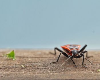 Surface level of insect against clear sky