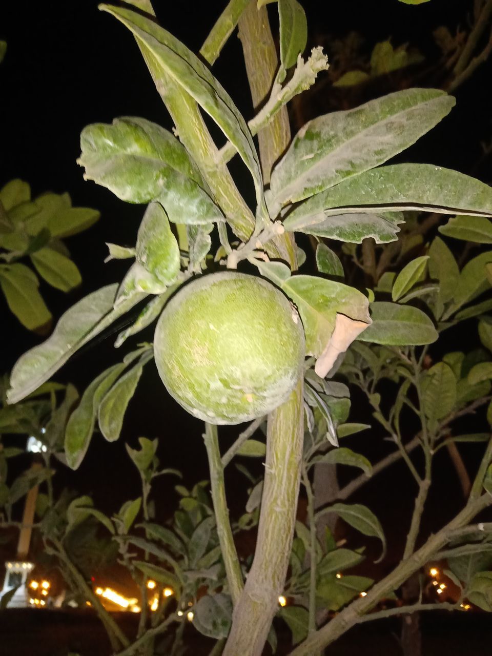 CLOSE-UP OF FRUITS GROWING ON PLANT