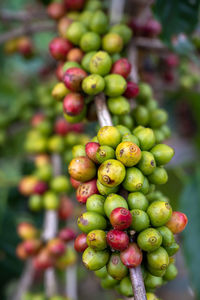 Close-up of berries growing on plant