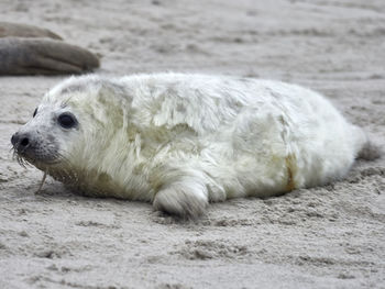 Close-up of a newborn grey seal resting on sand waiting for mom