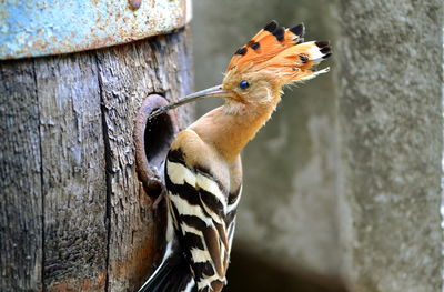 Close-up of hoopoe perching on wooden barrel