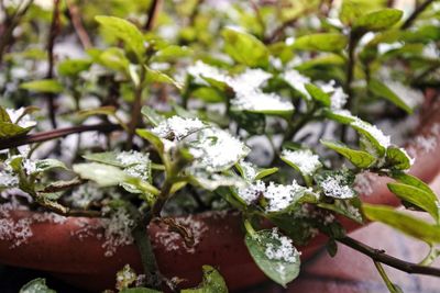 Close-up of white flowering plant