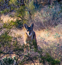 Portrait of a dog in the forest