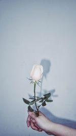Cropped hand of person holding white rose against wall
