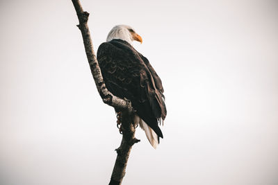 Low angle view of eagle perching on branch against sky