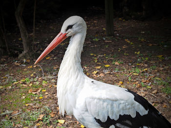 Close-up of a bird